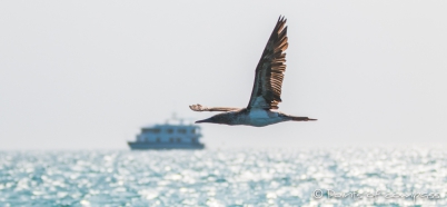 Blue-footed Boobie - Blaufußtölpel vor der Angelito I