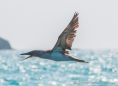 Blue-footed Boobie - Blaufußtölpel