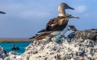 Blue-footed Boobie - Blaufußtölpel