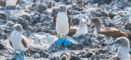 Blue-footed Boobie - Blaufußtölpel