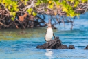 Galápagos - Pinguin