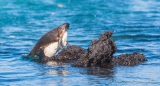 Galápagos - Pinguin