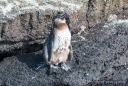 junger Galápagos - Pinguin beim Wechsel des Federkleides