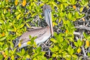 ein guter Platz zum Ausruhen in der Mangrove