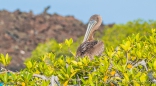 ein guter Platz zum Ausruhen in der Mangrove