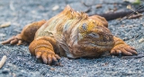 Land-Iguana