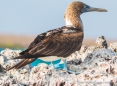 Blue-footed Boobie - Blaufußtölpel