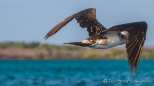 Blue-footed Boobie - Blaufußtölpel