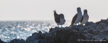 Blue-footed Boobie - Blaufußtölpel