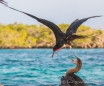 Fregattvogel im Angriff auf die flugunfähigen Komorane