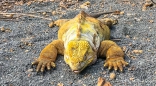Land-Iguana
