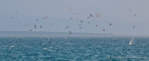 Blue-footed Boobies - Blaufußtölpel beim Jagen