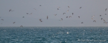 Blue-footed Boobies - Blaufußtölpel beim Jagen