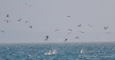 Blue-footed Boobies - Blaufußtölpel beim Jagen