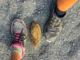 Schildkröten-Kot im Vergleich zu Yasmins und Sandras Fuß