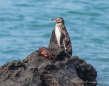 Galápagos-Pinguine