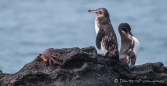 Galápagos-Pinguine