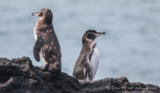 Galápagos-Pinguine