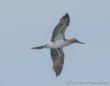 Blue-footed Boobie - Blaufußtölpel