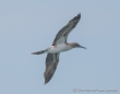 Blue-footed Boobie - Blaufußtölpel