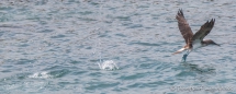 Blue-footed Boobie - Blaufußtölpel