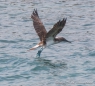 Blue-footed Boobie - Blaufußtölpel