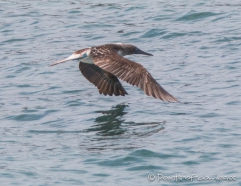 Blue-footed Boobie - Blaufußtölpel