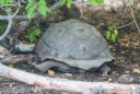 unsere erste Riesen-Schildkröte