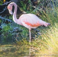 Flamingo