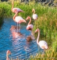 Flamingos