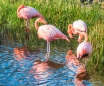 Flamingos