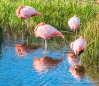 Flamingos