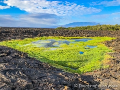 Spazierganng über die Lavafelder am Punta Moreno