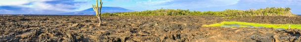 Spazierganng über die Lavafelder am Punta Moreno