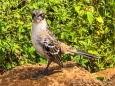 der Vogel kam so nah, dass die Aufnahmen mit dem Telefon möglich waren und die Telekamera zu nah war ;)