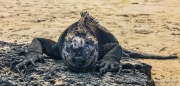 Marine Iguana