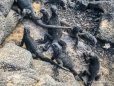 Baby-Marine Iguanas