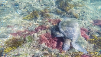 Meeres-Schildkröten begleiten uns bei unserem Schnorchelausflug