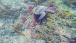 Meeres-Schildkröten begleiten uns bei unserem Schnorchelausflug
