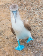 Blue-footed Boobie - Blaufußtölpel