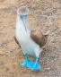 Blue-footed Boobie - Blaufußtölpel