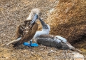 Blue-footed Boobie - Blaufußtölpel