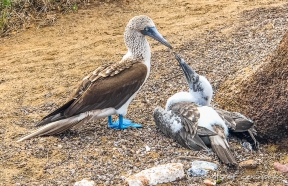 Blue-footed Boobie - Blaufußtölpel