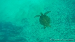 Wasserschildkröten begleiten uns unter Wasser