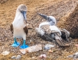 Blue-footed Boobie - Blaufußtölpel