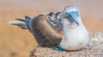 Blue-footed Boobie - Blaufußtölpel