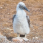 Blue-footed Boobie - Blaufußtölpel