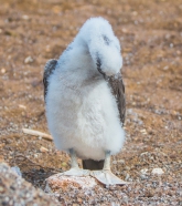 Blue-footed Boobie - Blaufußtölpel