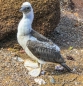 Blue-footed Boobie - Blaufußtölpel