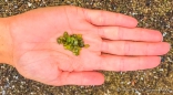 der Strand ist mit grünen Kristallen durchsetzt